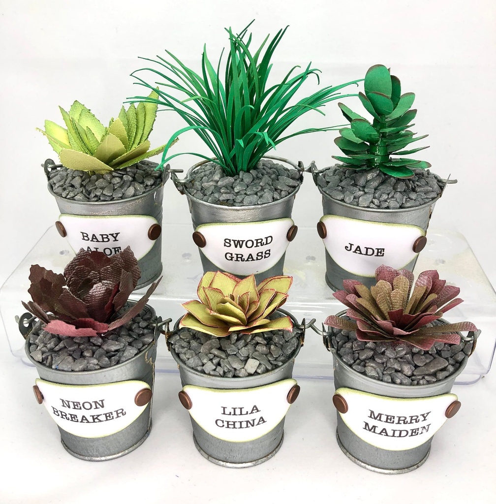 Sharon Callis Sensational Succulents - Neon Breaker