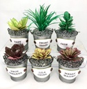 Sharon Callis Sensational Succulents - LILA CHINA
