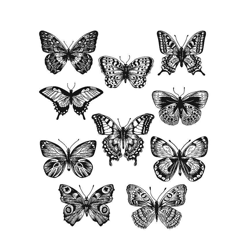 Tim Holtz - Stampers Anonymous Cling Stamps - Flutter