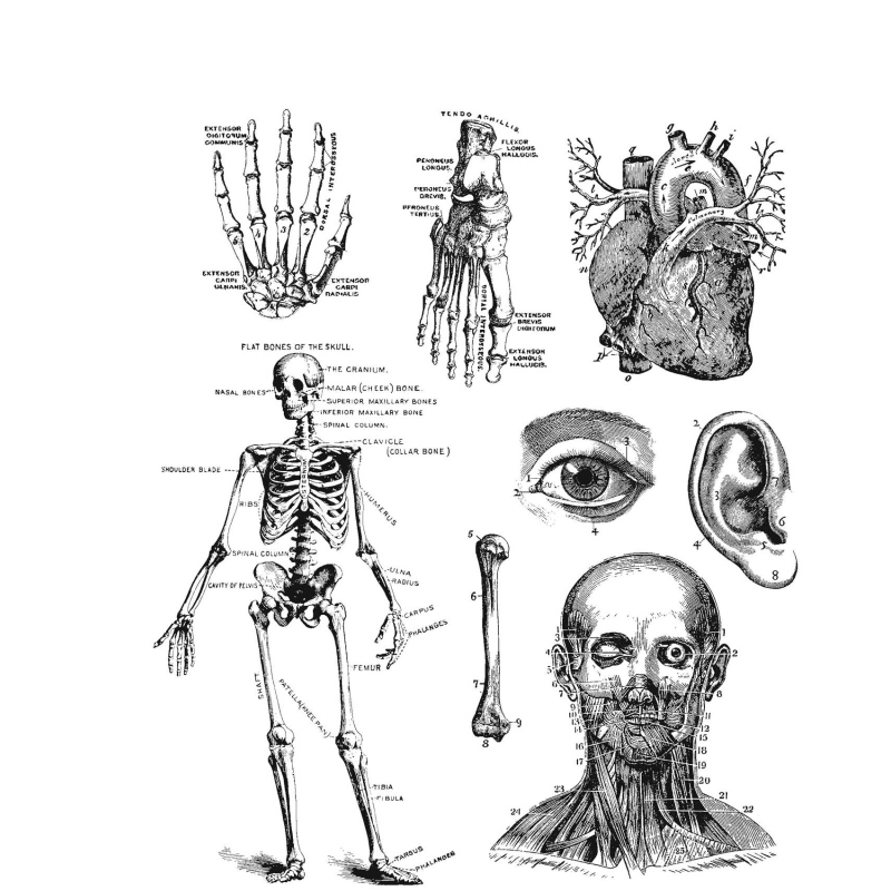 Tim Holtz - Stampers Anonymous -  Cling Stamps - Cadaverous