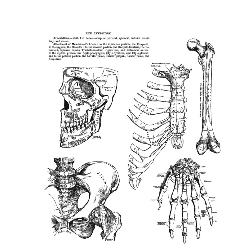 Tim Holtz - Stampers Anonymous - Cling Stamps - Anatomy Chart