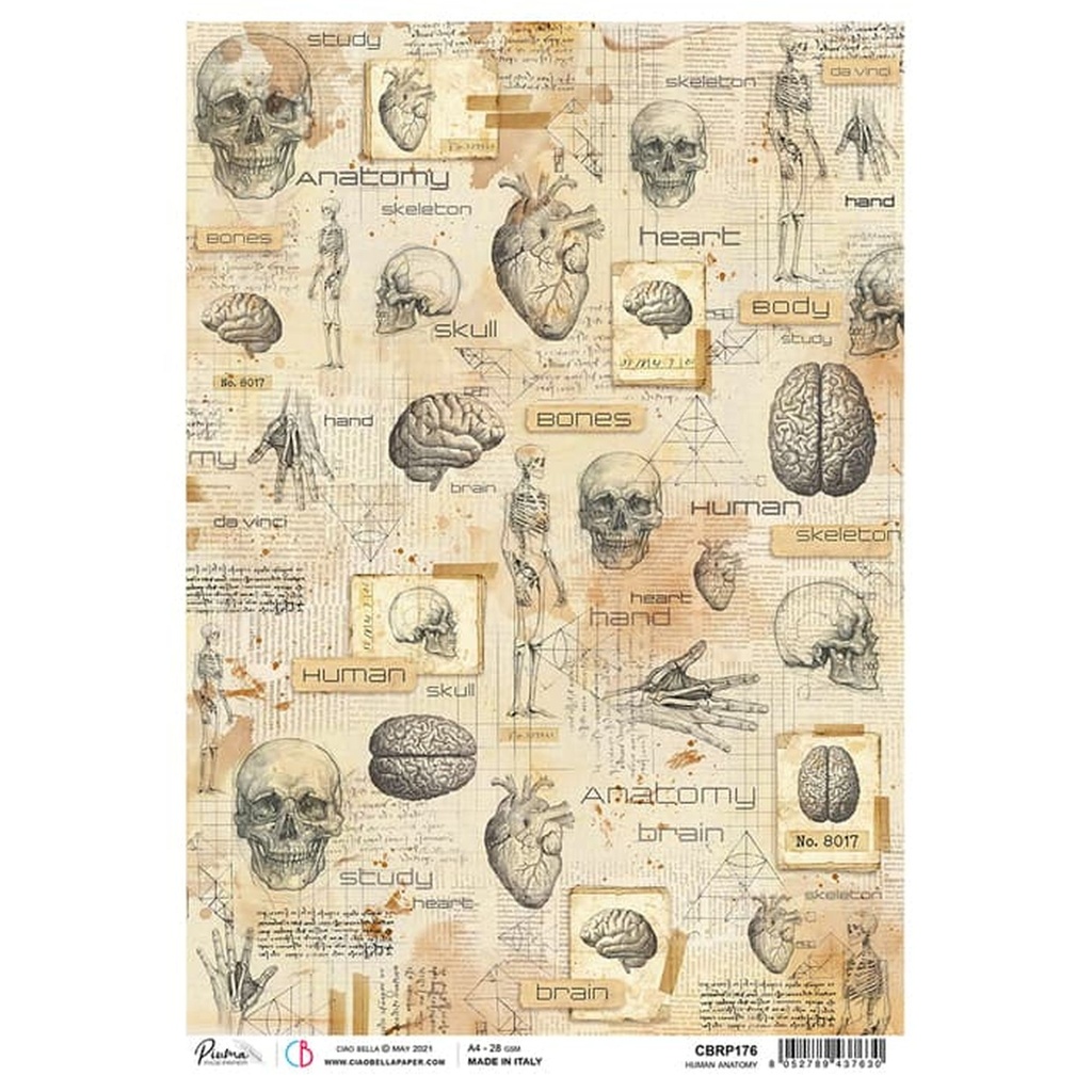 Ciao Bella Paper - Human Anatomy A4 rice paper (5 Pack)