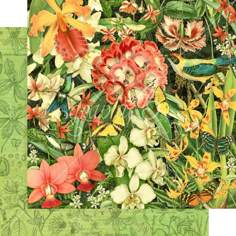 Graphic 45 - Lost in Paradise - Resplendent Plumage 12"x12" Paper (x5 Sheets)